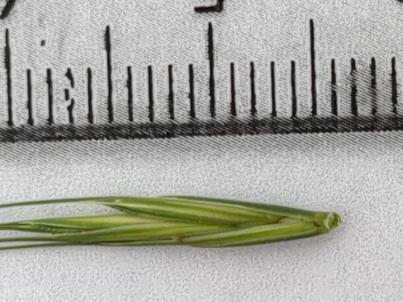 column Spikelet