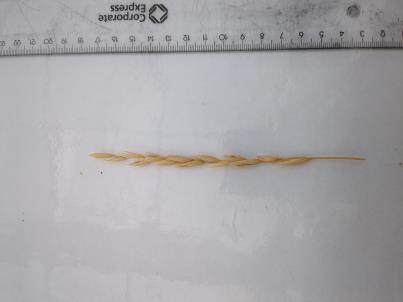column SPIKE