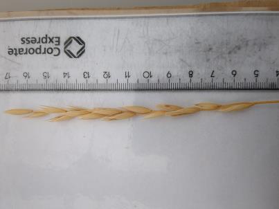 column SPIKE