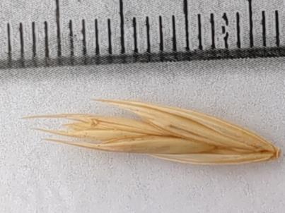 column Spikelet