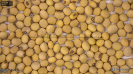 seed