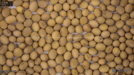seed