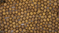 seed