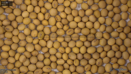 seed
