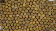 seed
