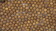 seed