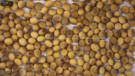 seed