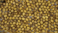 seed