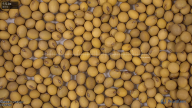 seed