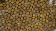 seed