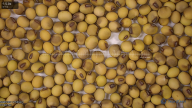 seed