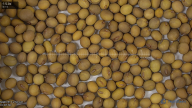 seed