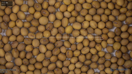 seed