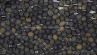 seed