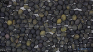seed