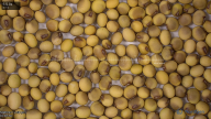 seed