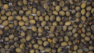 seed