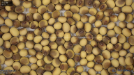 seed