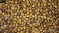 seed