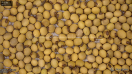 seed
