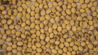 seed