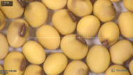 column seed