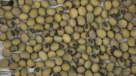 seed