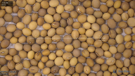 seed