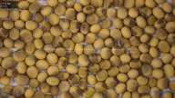 seed