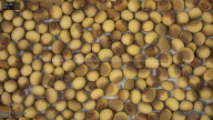 seed