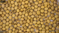 seed