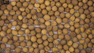 seed