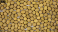seed