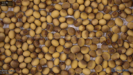 seed