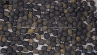 seed