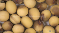 column seed