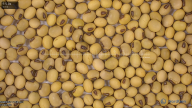seed
