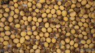 seed