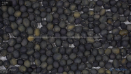 seed