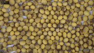 seed