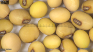 column seed
