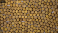 seed