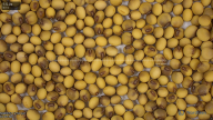 seed