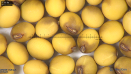 column seed