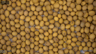 seed