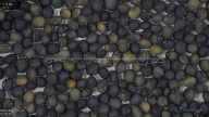 seed