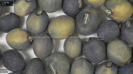column seed