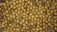 seed