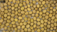 seed