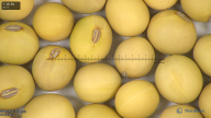 column seed